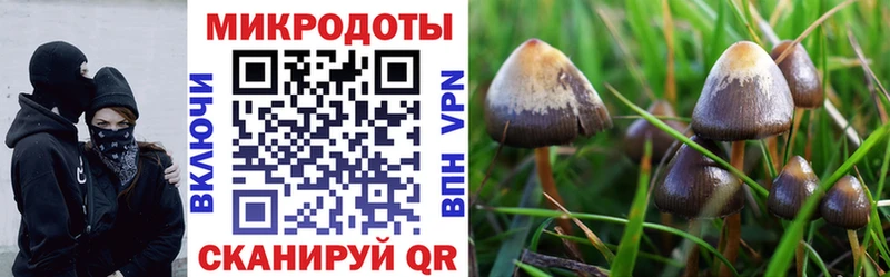 Купить Кольчугино Псилоцибиновые грибы Psilocybe